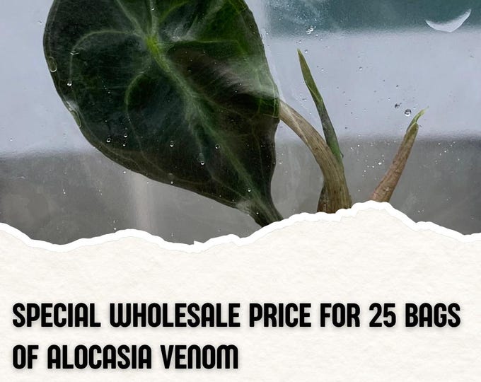 Wholesale 25 Alocasia Venom Tissue Culture (Counted as 1 Item to Save Shipping Cost)