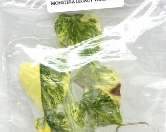 Monstera legacy Variegated 'T.H.Plants' (1 plantlet/bag) Tissue culture