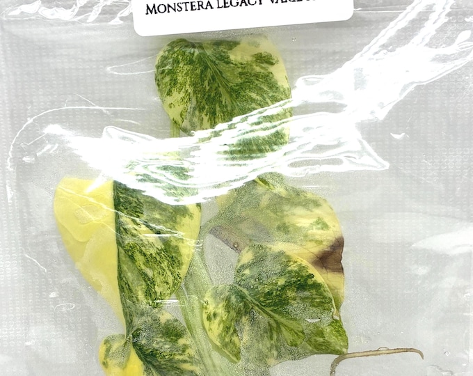 Monstera legacy Variegated 'T.H.Plants' (1 plantlet/bag) Tissue culture