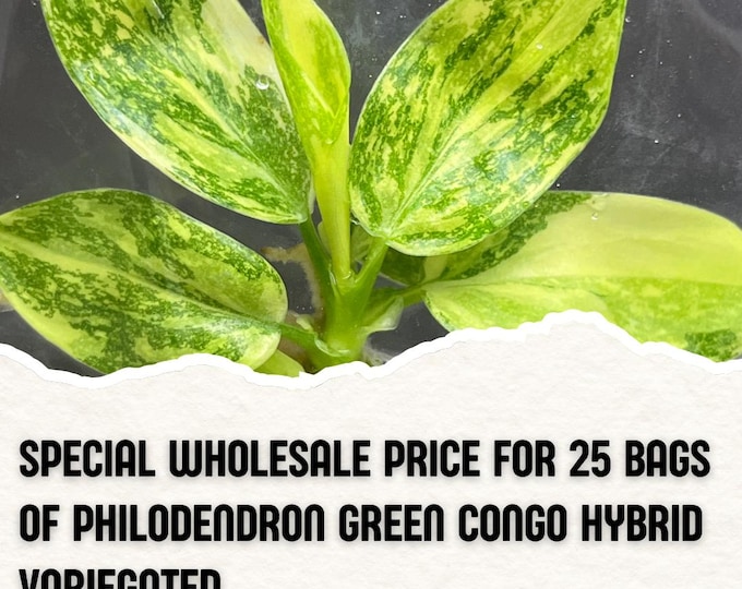 Wholesale 25 Philodendron Green Congo Hybrid Variegated  Tissue Culture (Counted as 1 Item to Save Shipping Cost)