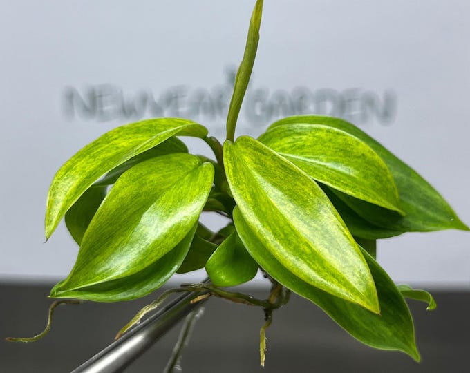 Philodendron Painted Lady Tissue Culture (1 item/bag)