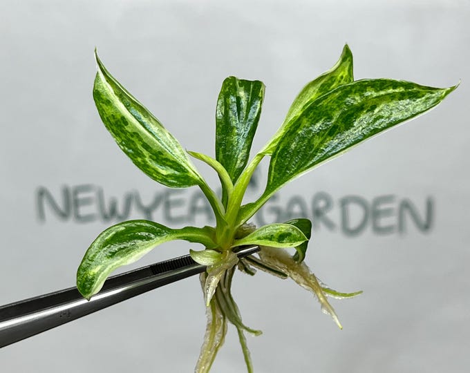 Philodendron Jose Buono Variegated Tissue Culture (5 items/bag)