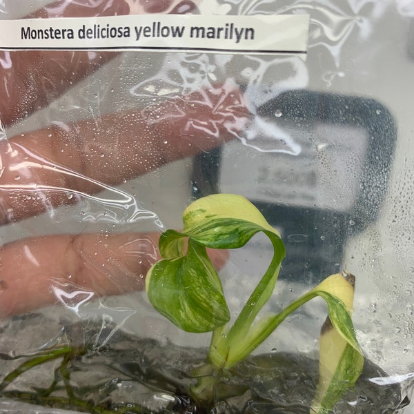 Monstera Yellow Marilyn Variegated | 1 plant per bag | Tissue Culture