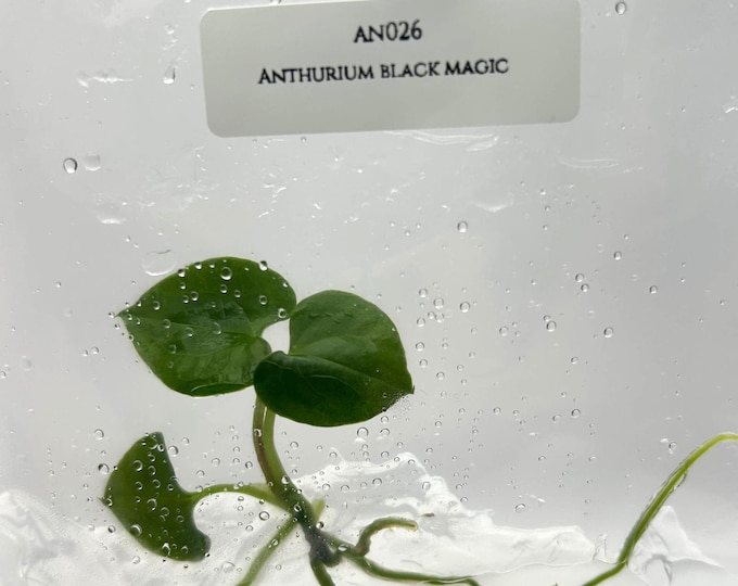 Anthurium Black Magic (1 plantlet/bag) Tissue culture
