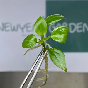 Cultivo de tejidos de Philodendron Luxurians Choco (5 unidades/bolsa)