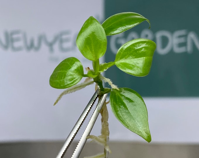 Philodendron Luxurians Choco Tissue Culture (5 items/bag)