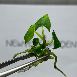 Philodendron King of Spades - Etsy