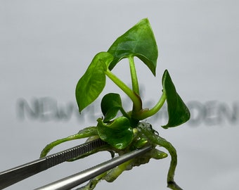 Anthurium Ace of Spades Tissue Culture (1 item/bag)