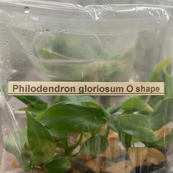 Philodendron Gioriosum O shape | 1 bag (5 plants per bag) Tissue Culture