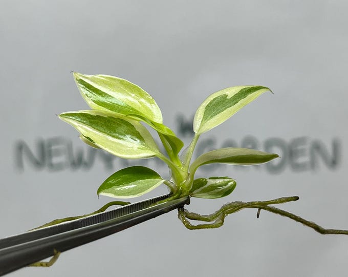 Mutation RARE Philodendron Longilobatum Lelano Miyano Variegated  Tissue Culture (1 item/bag)