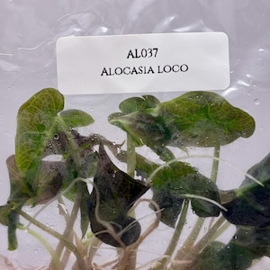 アロカシア・ロコ 10 本セット Alocasia Loco x 10 plants アロカシア・ロコ