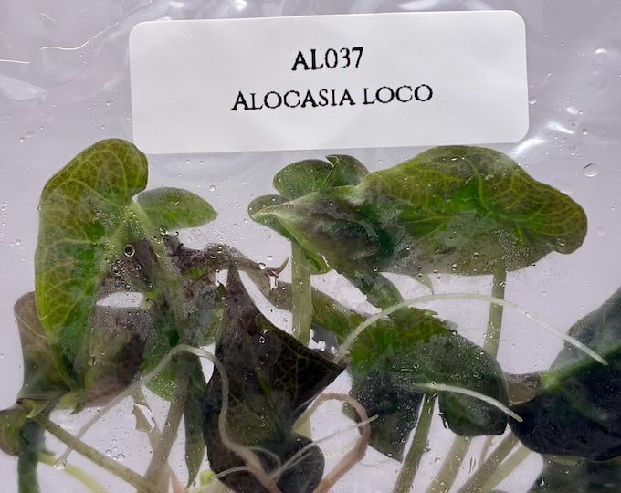 Alocasia loco (5 plantlets/bag) Tissue culture