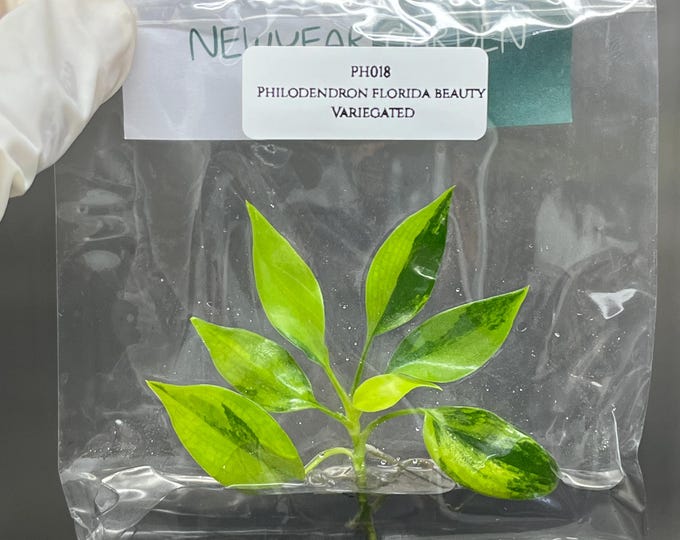 Philodendron Florida Beauty Variegated Tissue Culture (1 item/bag)