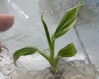 Musa Florida serec variegated | (1 plant per bag) Tissue Culture