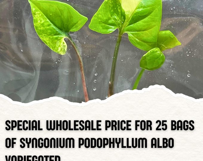 Wholesale 25 Syngonium Podophyllum Albo Variegated Tissue Culture (Counted as 1 Item to Save Shipping Cost)