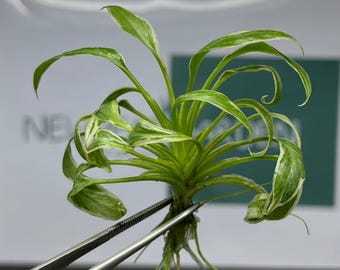 Mutation RARE Homalomena Rubescens "Star" Variegated Tissue Culture (1 item/bag)