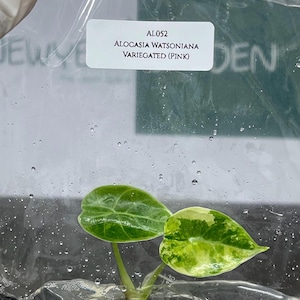 Alocasia watsoniana pink variegated - Etsy 日本
