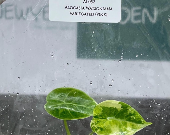 Alocasia Watsoniana Variegated (Pink) (1 plantlet/bag) Tissue culture