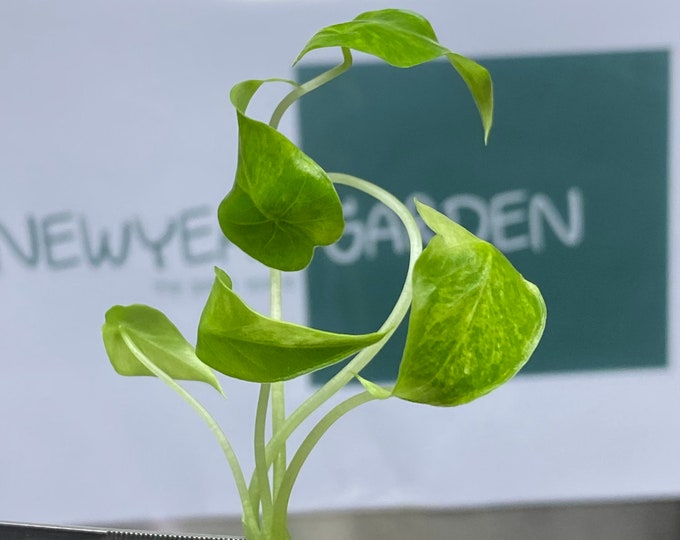 Alocasia Gageana Aurea Variegated Tissue Culture (1 item/bag)
