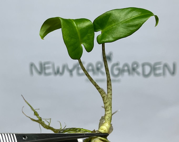 Alocasia Lauterbachiana Tissue Culture (5 items/bag)