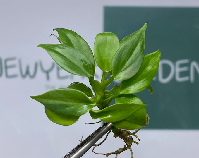 Philodendron verrucosum (5 items/bag) Tissue culture