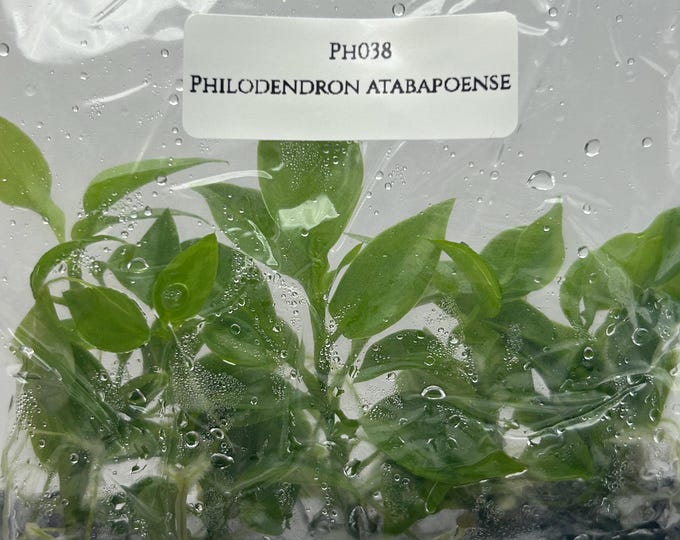 Philodendron atabapoense (5 plantlets/bag) Tissue culture