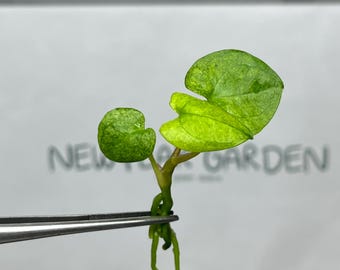 Anthurium Dark Phoenix Mint Variegated Tissue Culture (1 item/bag)