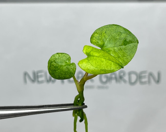 Anthurium Dark Phoenix Mint Variegated Tissue Culture (1 item/bag)