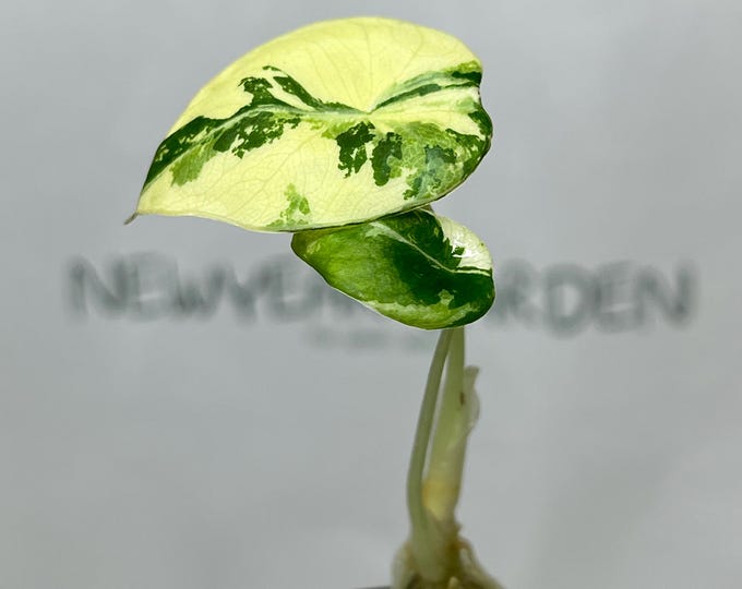 Alocasia Black Velvet Pink-Albo Variegated  Tissue Culture (1 item/bag)