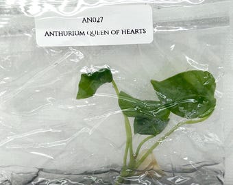 Anthurium queen of hearts (1 plantlet/bag) Tissue culture
