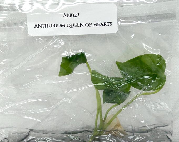 Anthurium queen of hearts (1 plantlet/bag) Tissue culture