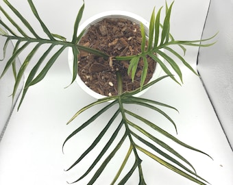 Philodendron Tortum Aurea Variegated Rare Aroid item (6 INCH)