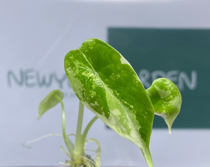 Alocasia Dragon Scale Variegated Tissue Culture (1 item/bag)