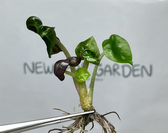 Alocasia Heart Balloon GREEN  Tissue Culture (1 item/bag)