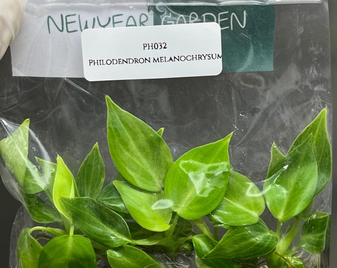 Philodendron Melanochrysum Tissue Culture (5 items/bag)
