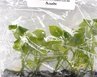 Anthurium Vittarifolium (ใบเนคไท) (5 plantlets/bag) Tissue culture