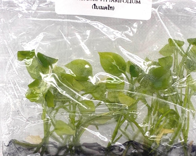 Anthurium Vittarifolium (ใบเนคไท) (5 plantlets/bag) Tissue culture