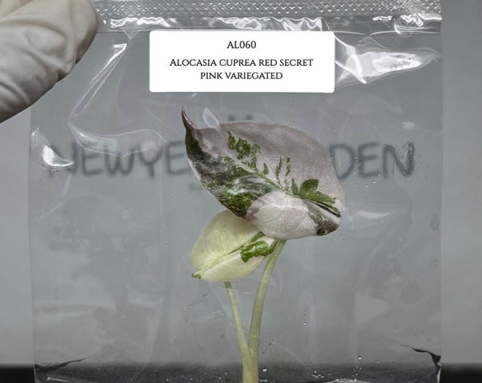 Alocasia Cuprea Pink Variegated Tissue Culture (1 item/bag)