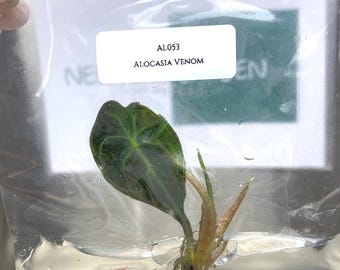 Alocasia Venom (1 plant/bag) Tissue Culture