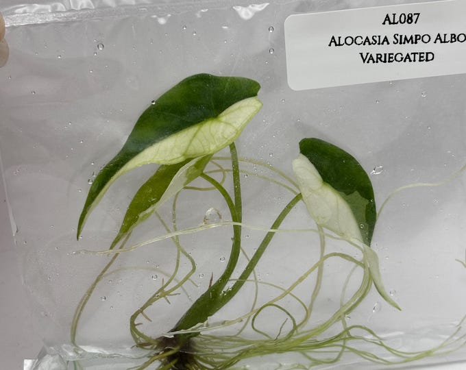 Alocasia Simpo Albo Variegated (1 item/bag Tissue Culture