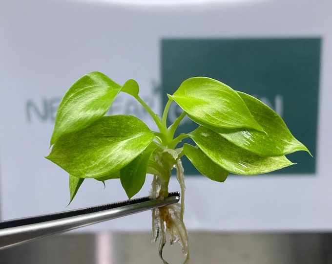Philodendron Snowdrift Tissue Culture (5 items/bag)