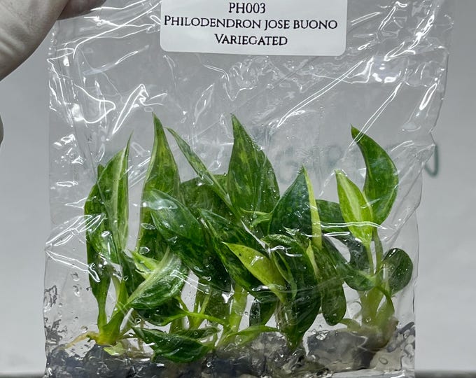 Philodendron Jose Buono Variegated Tissue Culture (5 items/bag)
