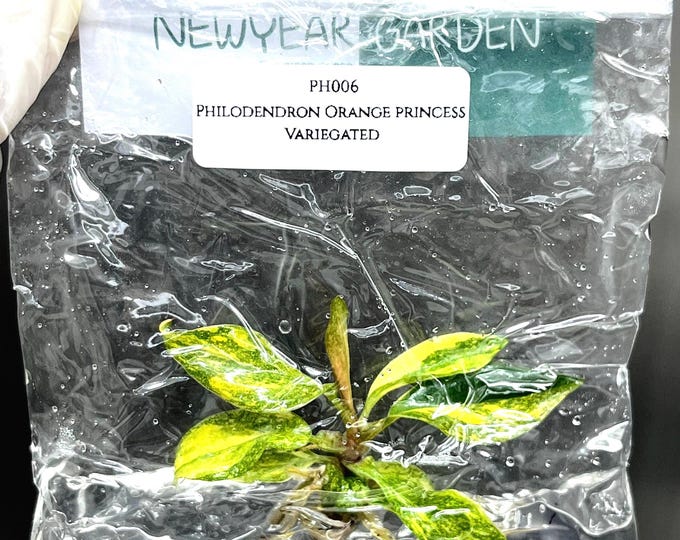 Philodendron Orange princess Variegated (1 plantlet/bag) Tissue culture