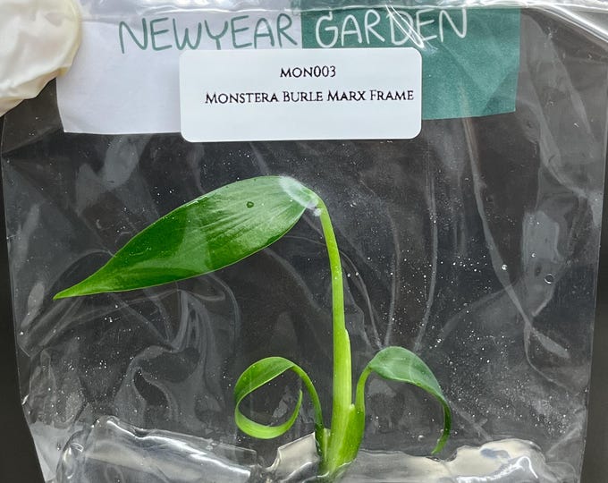 Monstera Burle Marx Frame Tissue Culture (1 item/bag)