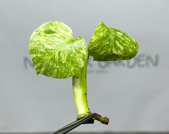 Monstera Thai Constellation Variegated Superior Tissue Culture (1 item/bag)