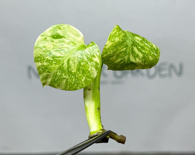 Monstera Thai Constellation Variegated Superior Tissue Culture (1 item/bag)