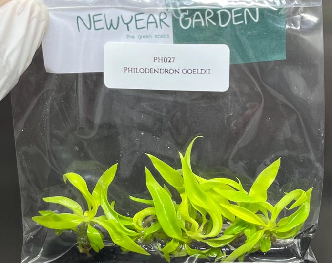 Philodendron Ring of Fire Gold Tissue Culture (5 items/bag)