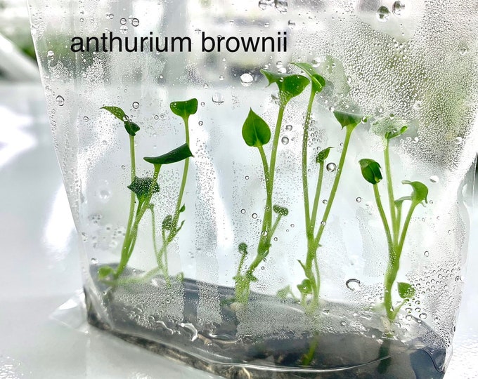 Anthurium Brownii 1 bag | (5 plants per bag) Tissue Culture