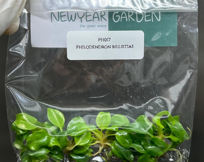 Philodendron Billietiae Tissue Culture (5 items/bag)