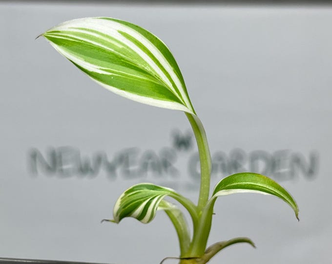 Musa Florida Serec Albo Variegated Tissue Culture (1 item/bag)